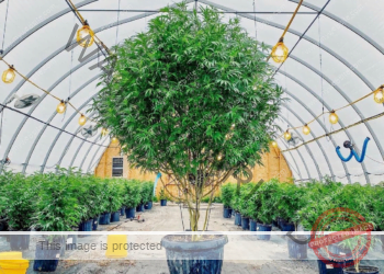 الشجرة الأم في نبات القنب