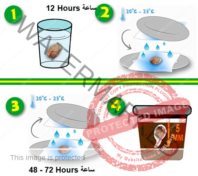 دليل استنبات البذور والعناية بالشتلات الصغيرة