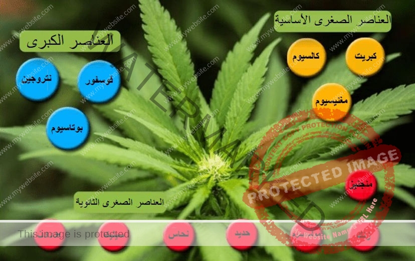 العناصر الصغرى والكبري