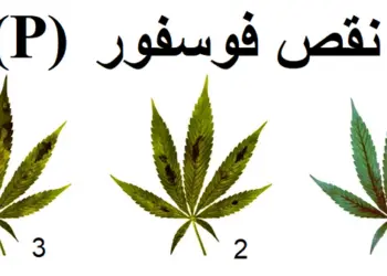 نقص الفوسفور في القنب: الأعراض والحلول