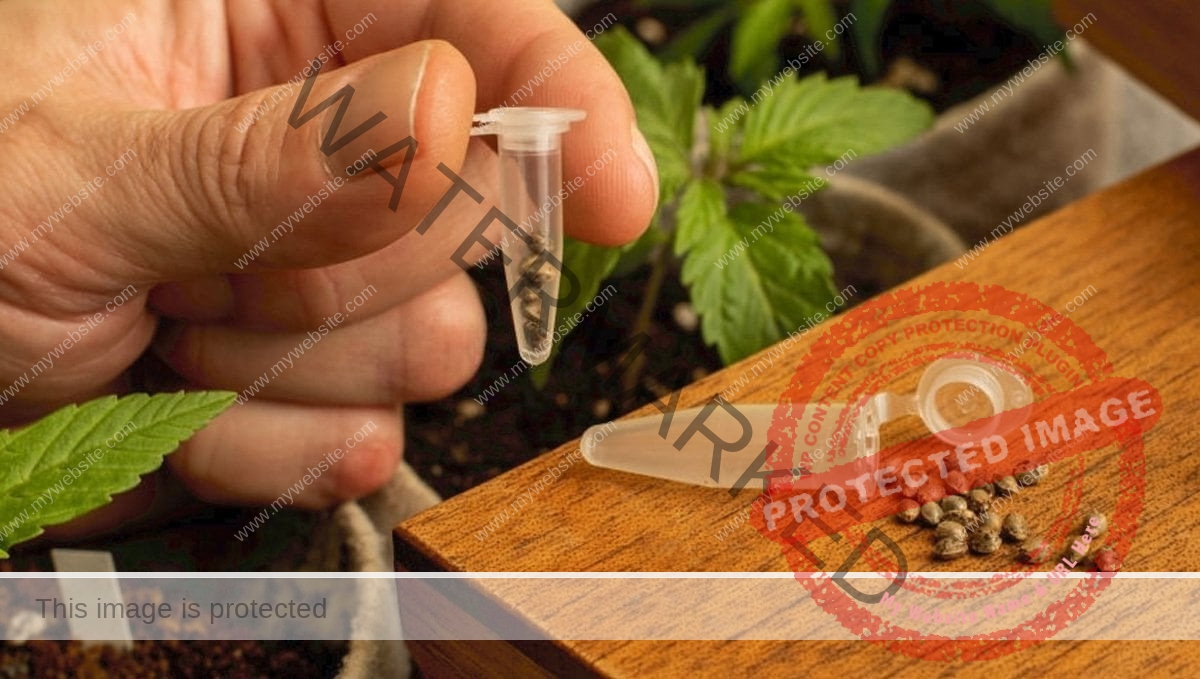 245eca_9ccfad251e3844638759e9fcd2222d3emv2