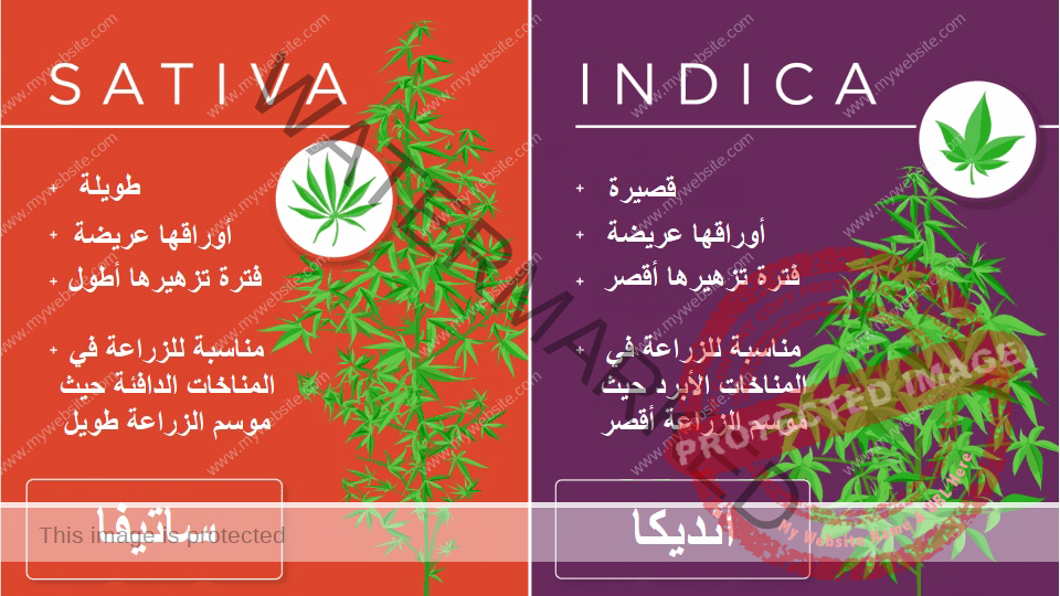 إنديكا أو ساتيفا