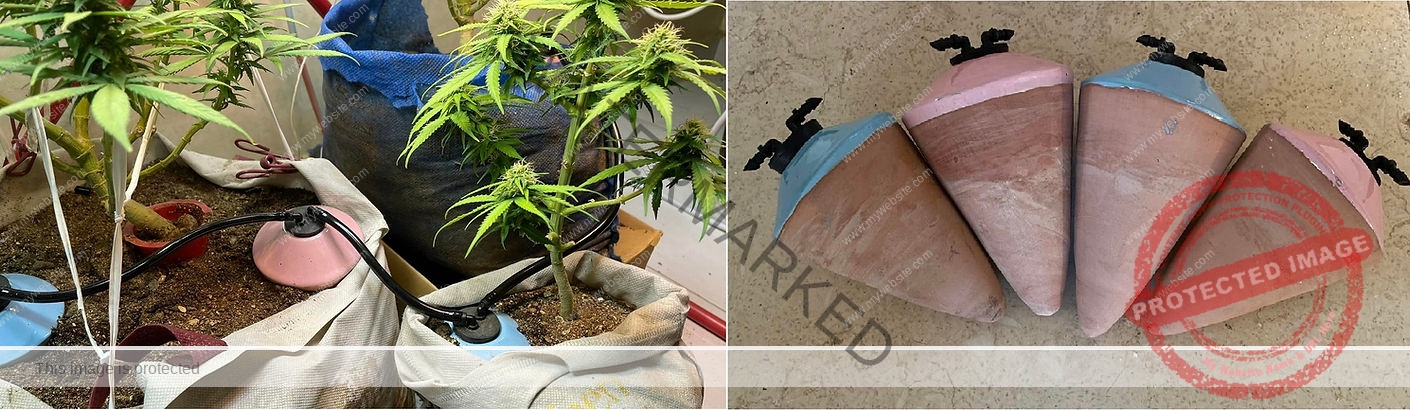سقي نباتات القنب بشكل صحيح