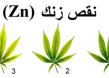 نقص المغذيات – عنصر الزنك