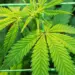 نقص الكبريت في القنب: الأعراض والحلول