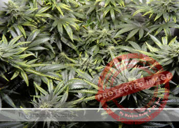 نقص المغذيات –عنصر النحاس