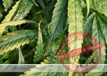 نقص البوتاسيوم في القنب: الأعراض والحلول