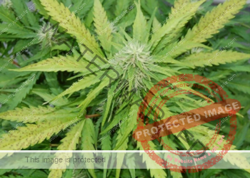 نقص المغذيات –عنصر المنغنيز