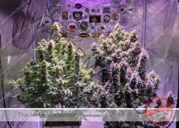 دليل الزراعة الداخلية الجزء الأول