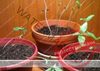 الاستطالة في نباتات القنب