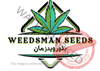 بذور القنب من شركات عالمية مختلفة