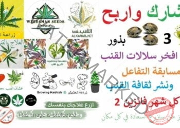 مسابقة نشر ثقافة القنب والتفاعل