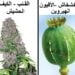 الفرق بين نبتة الخشخاش ونبتة القنب