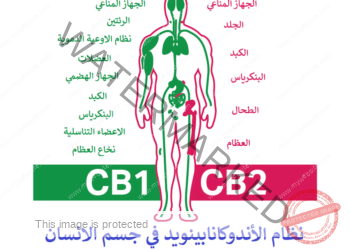 نظام الأندوكانابينويد في جسم الانسان وتأثير القنب عليه