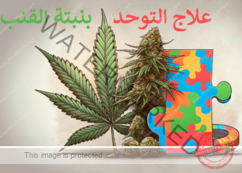 علاج التوحد بنبتة القنب