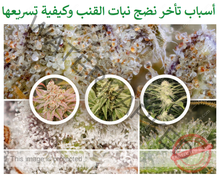 أسباب تأخر نضج نبات القنب وكيفية تسريعها - القنب.نت