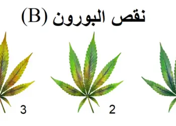 نقص المغذيات – عنصر البورون