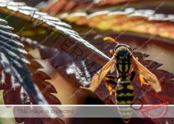 عسل النحل المستخرج من نبتة القنب: فوائد وطرق تحضيره