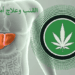 القنب وعلاج أمراض الكبد: حقائق واكتشافات حديثة