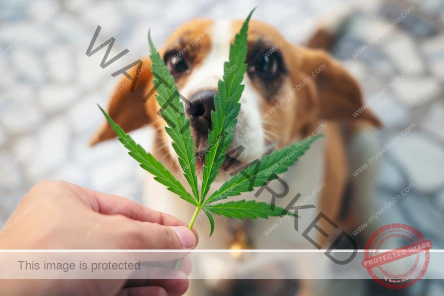 البعض يقترح استخدام الماريجوانا للأغراض الطبية للحيوانات الأليفة!