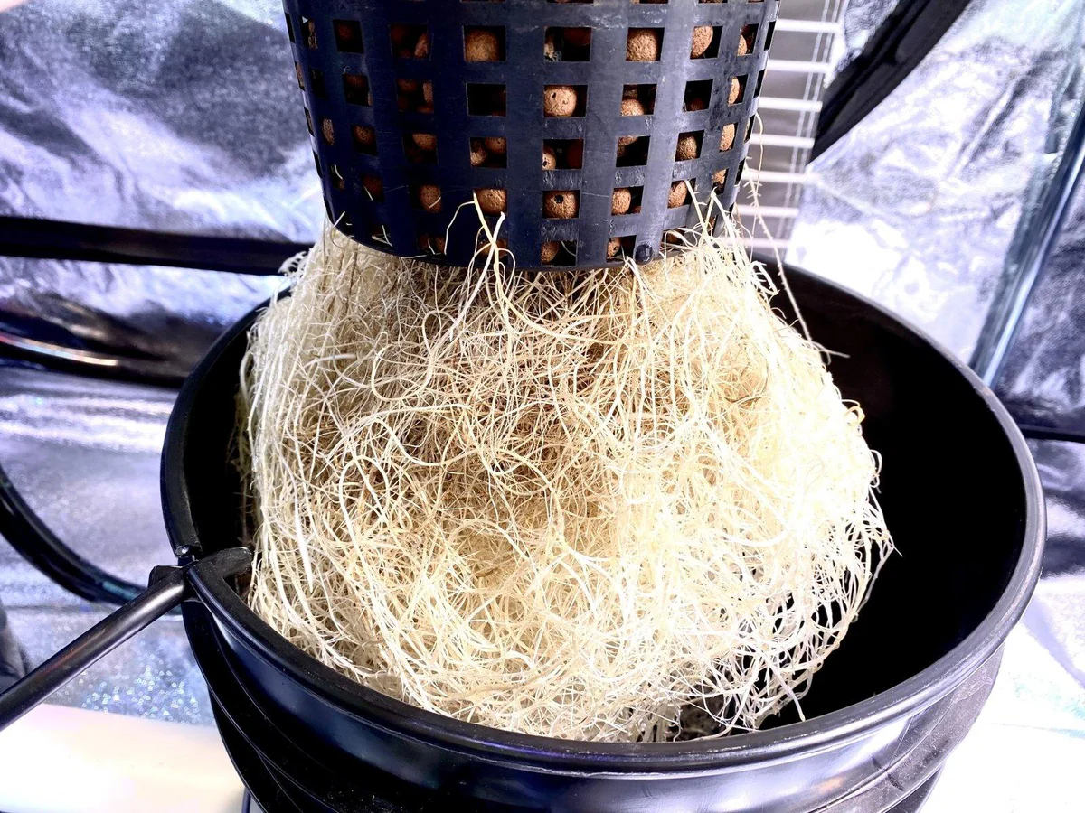 الزراعة المائية: البديل الذكي للتربة