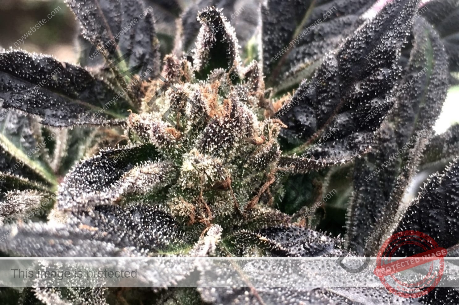 كيف تستفيد نبتة القنب من البكتيريا الحية؟