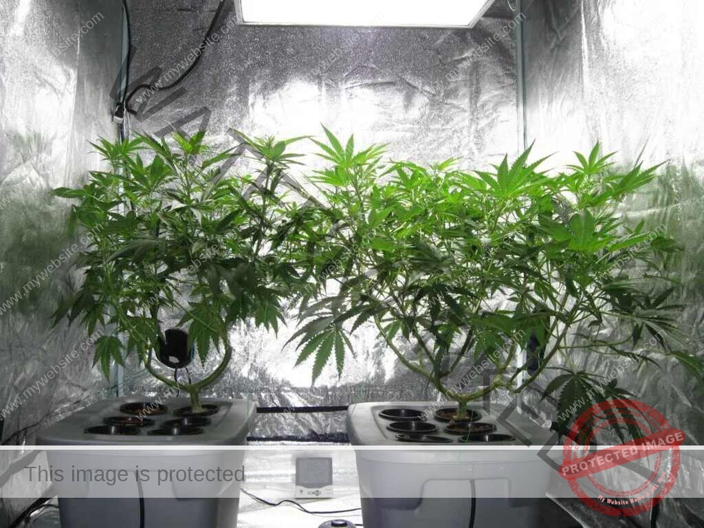 مرحلة النمو الخضري لنبات القنب في الزراعة المائية