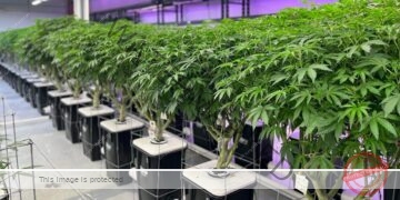 دور البكتيريا الحية في زراعة القنب المائية