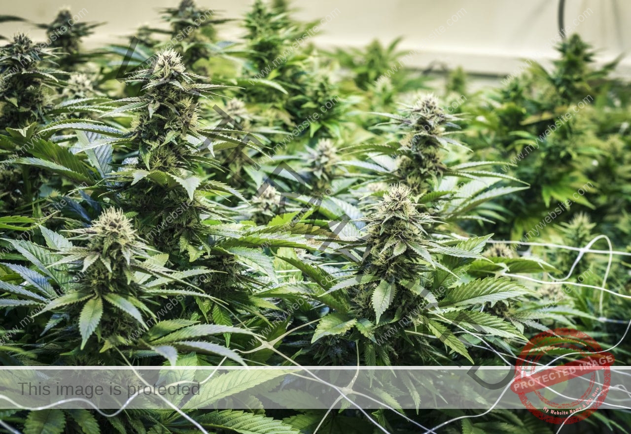 مرحلة التزهير للقنب في الزراعة المائية