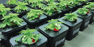 تجربة الزراعة المائية بدون تغيير ماء الحوض: هل ممكن فعلًا؟